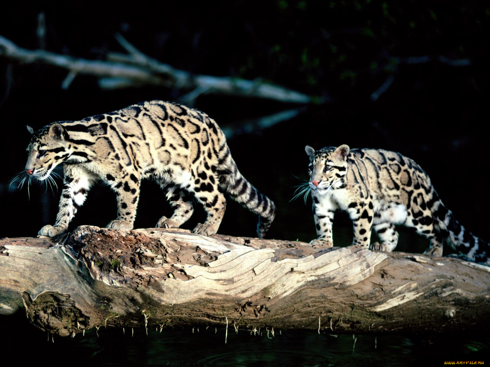 balance, clouded, leopard, , , , , , 